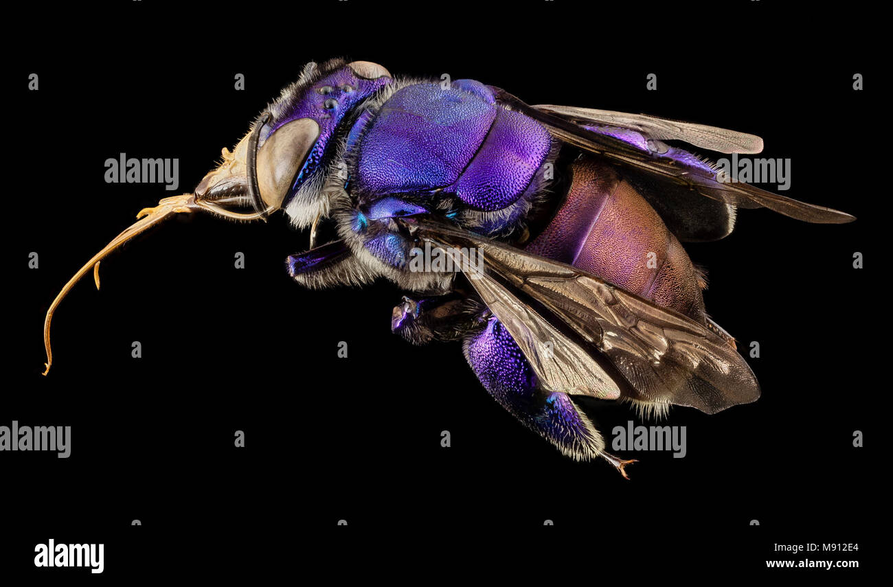 Bee. orchid bee viola, m, Guiana, 2 Foto Stock
