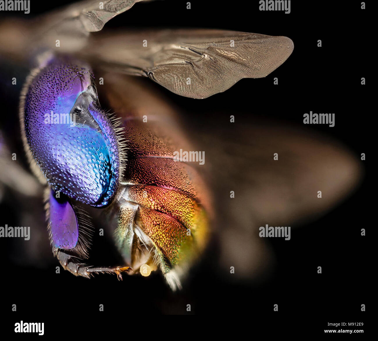 Bee. orchid bee viola, m, Guiana, 4 Foto Stock