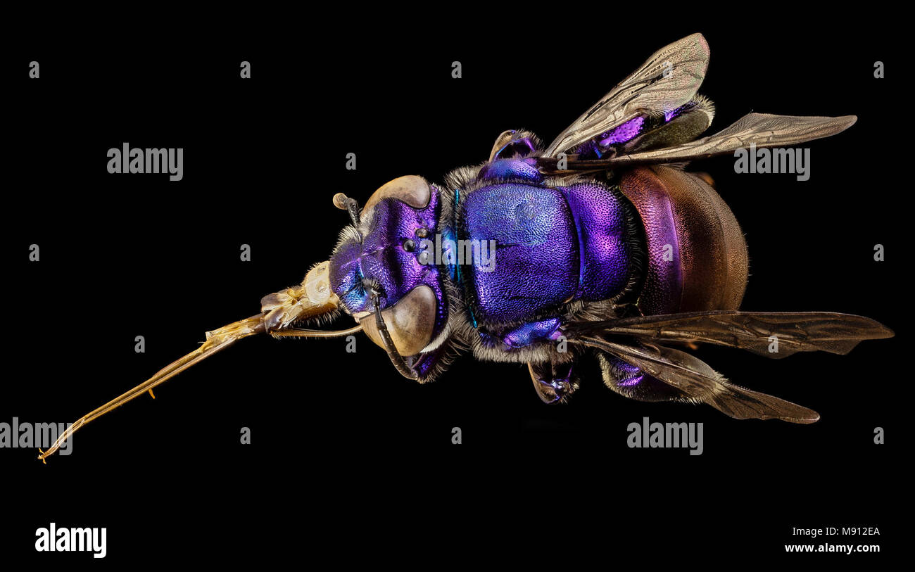 Bee. orchid bee viola, m, Guiana, 5 Foto Stock