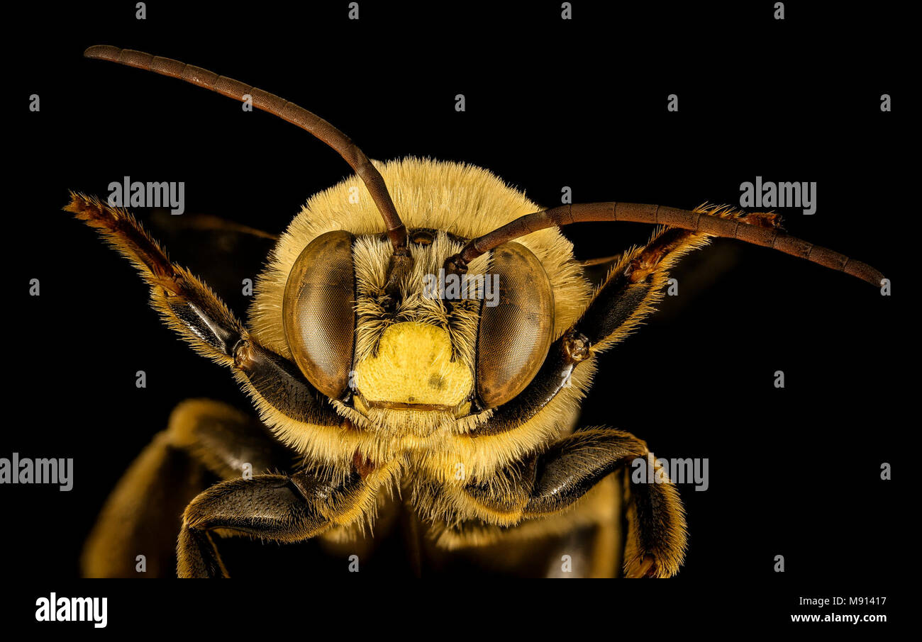 Svastra obliqua, m, viso, Dorchester Co Foto Stock