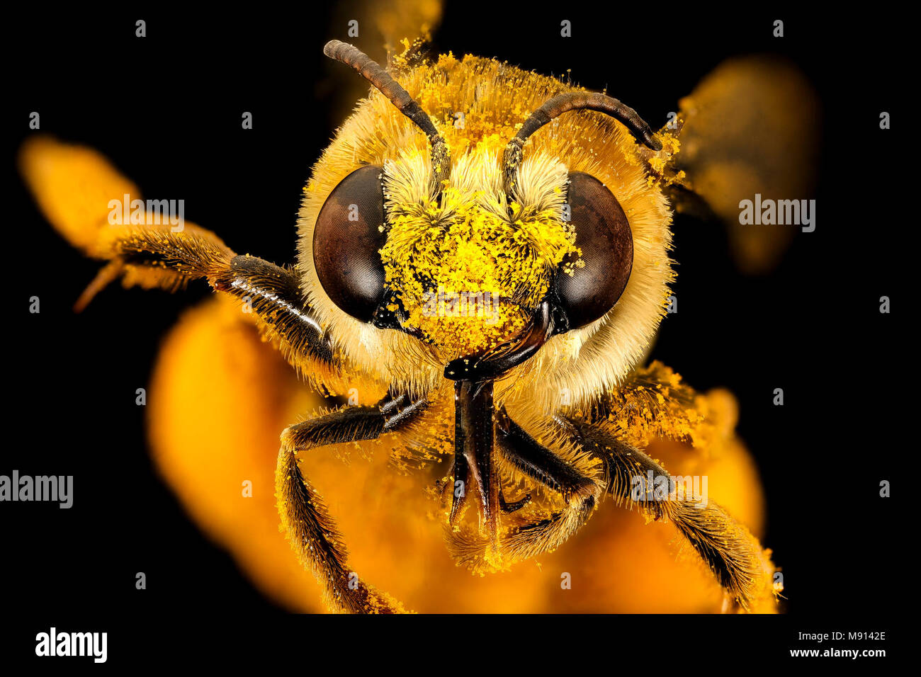 Bumble Bee Svastra petulca, anteriore Foto Stock