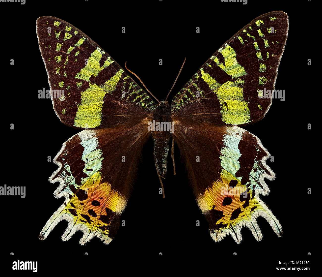 Madagascan tramonto moth. Urania ripheus, Madagascar Foto Stock