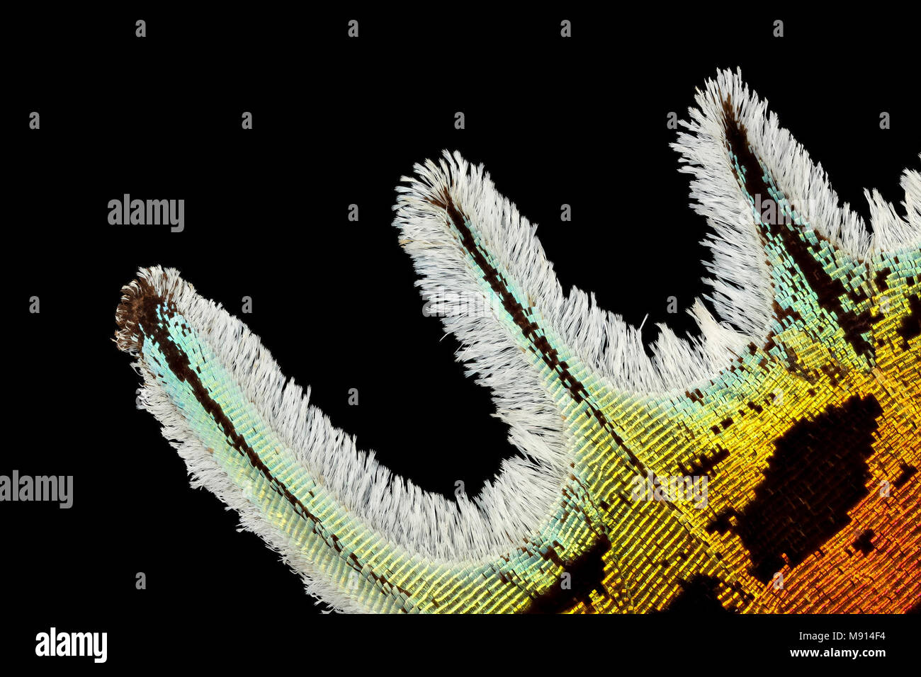 Madagascan tramonto moth. Urania ripheus, medium sentieri, madagascar Foto Stock