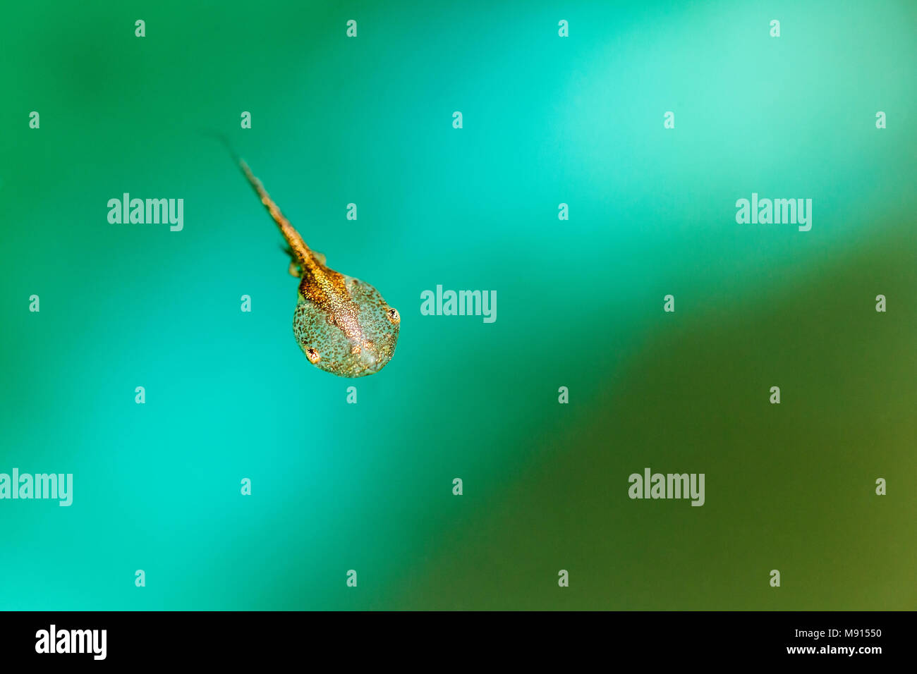 La crescente condizione di girino con le sue piccole gambe cresce fuori. Foto Stock