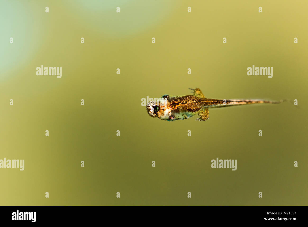 La crescente condizione di girino con le sue piccole gambe cresce fuori. Foto Stock