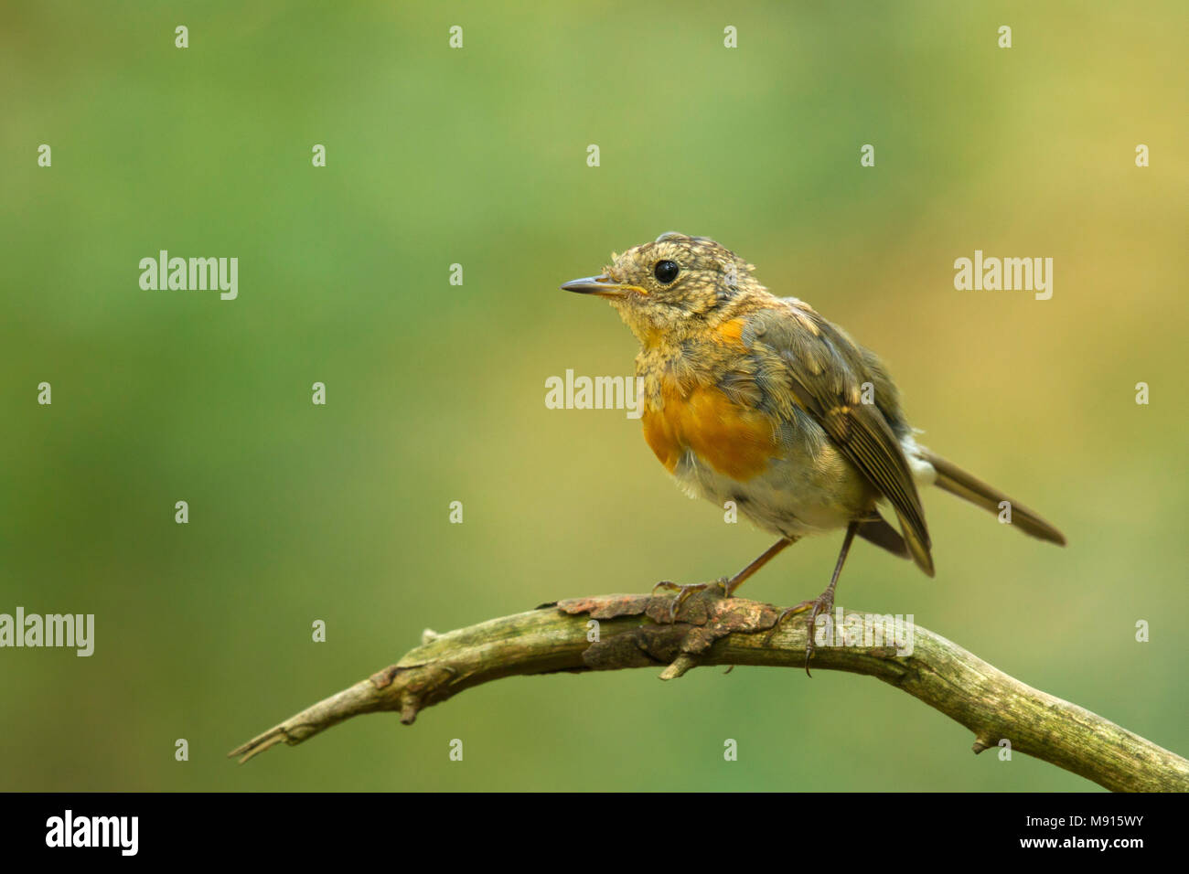 Roodborst jong zittend op tak; robin bambino seduto sul pearche; Foto Stock