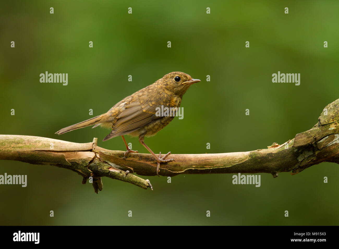 Roodborst jong op tak; robin stiing giovanile su pearch; Foto Stock