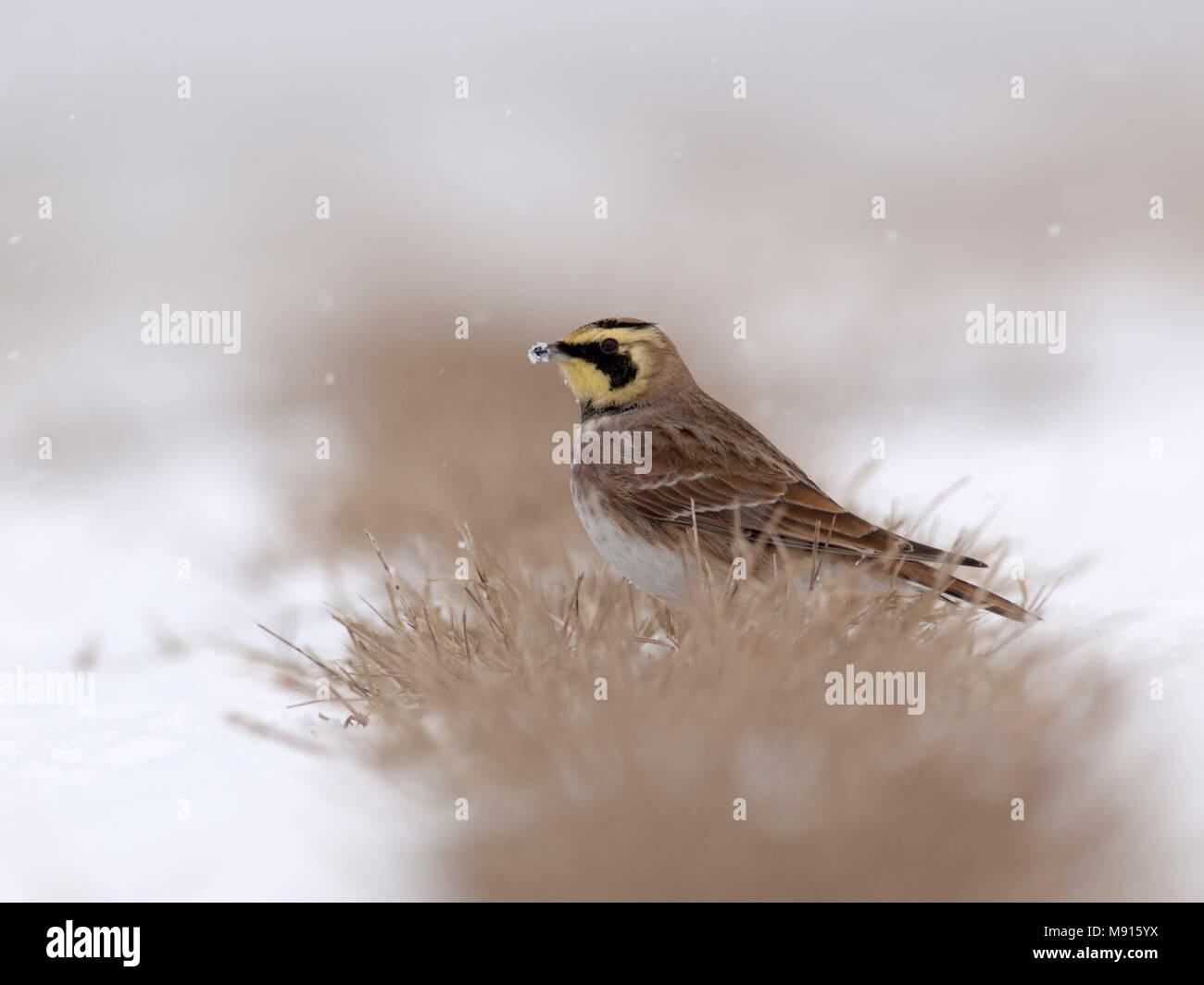 Strandleeuwerik in de sneeuw laag op de grond; Shore Lark nella neve a pavimento Foto Stock