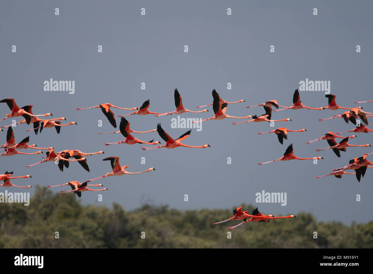 Rode Flamingo een groep in Messico vlucht, American Flamingo un gregge in volo Messico Foto Stock