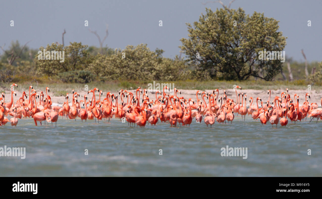 Rode Flamingo een groep Messico, American Flamingo un gregge Messico Foto Stock