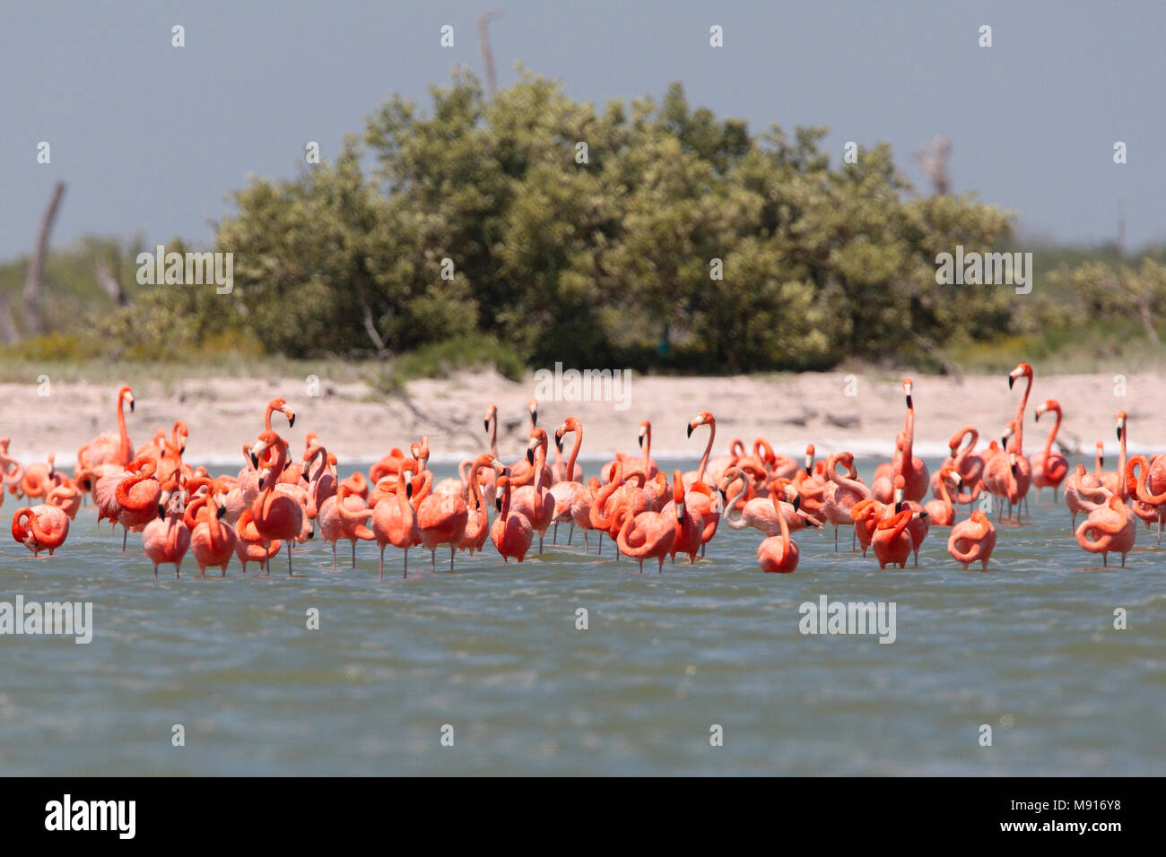 Rode Flamingo een groep Messico, American Flamingo un gregge Messico Foto Stock