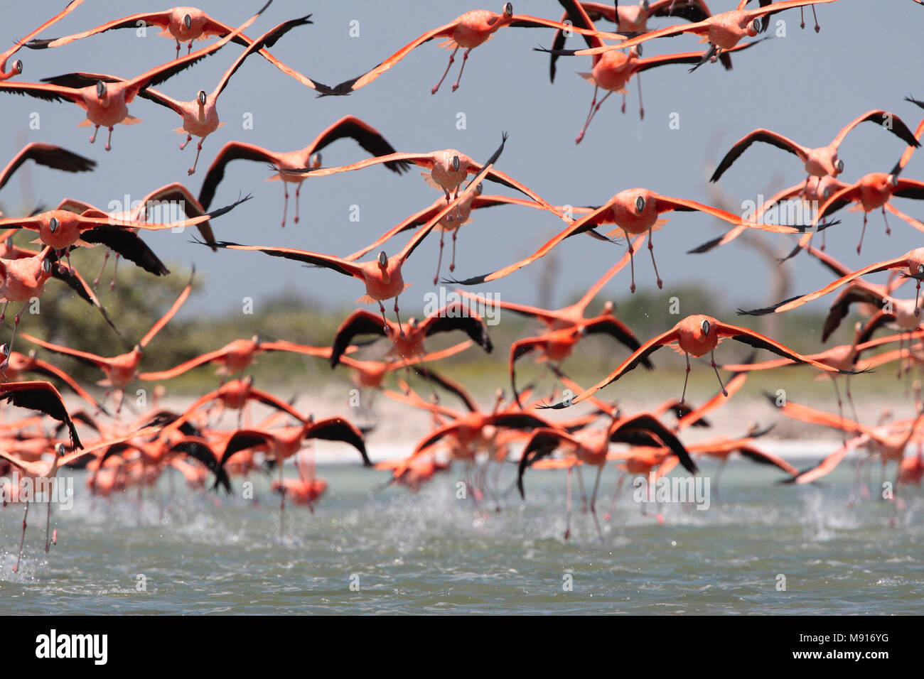 Rode Flamingo een groep opvliegend uit acqua Messico, American Flamingo un gregge circa per il decollo da acqua Messico Foto Stock