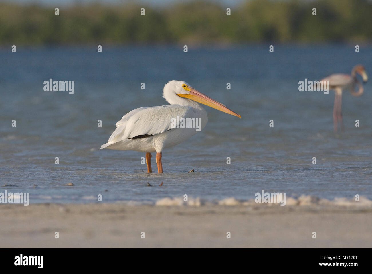 Witte Pelikaan staand op zandplaat Yucatan Messico, Americano bianco Pelican permanente al piatto di sabbia Yucatan Messico Foto Stock