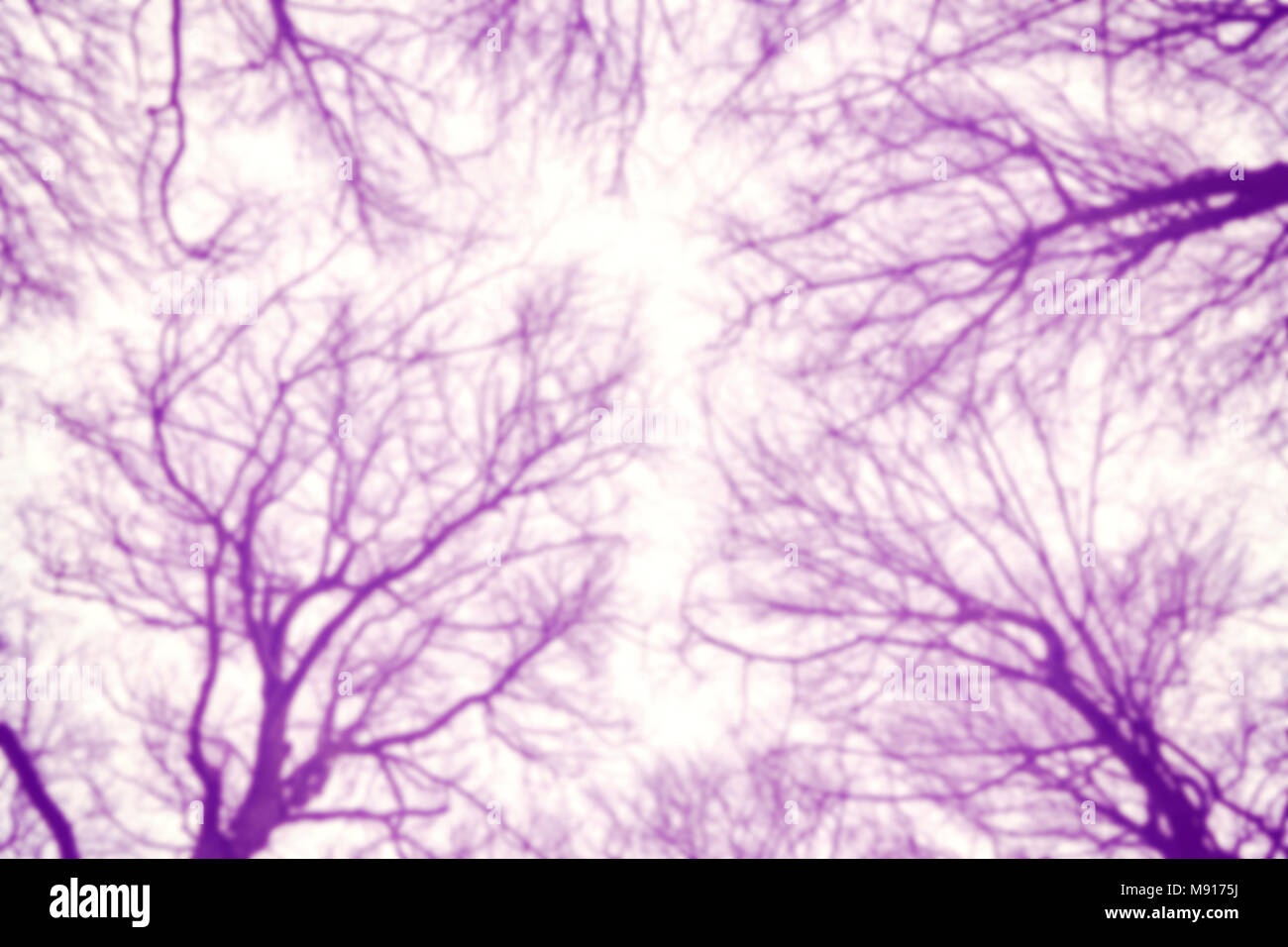 Sfocato naturale sfondo astratto, guardando verso l'alto degli alberi. Foto Stock