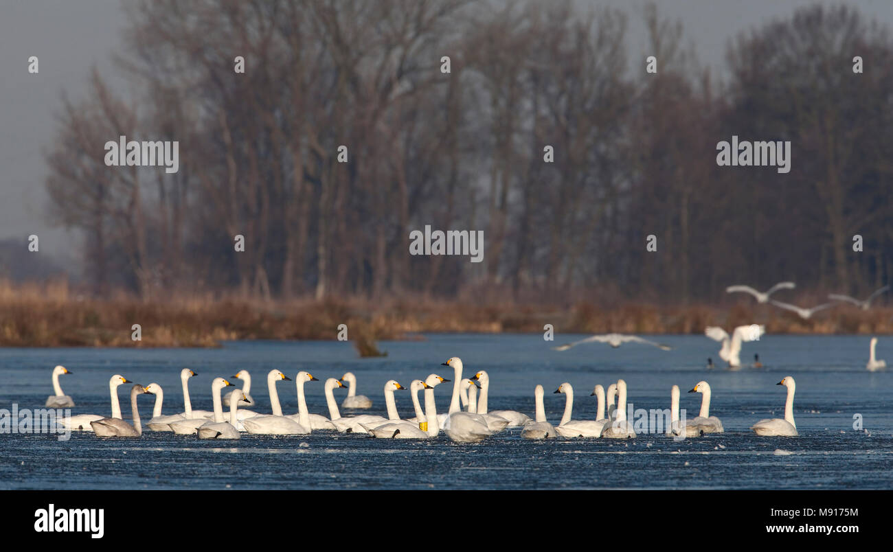 Kleine Zwaan groep zwemmend in wak Nederland, Bewicks Swan gruppo nuoto nel foro nel ghiaccio Paesi Bassi Foto Stock