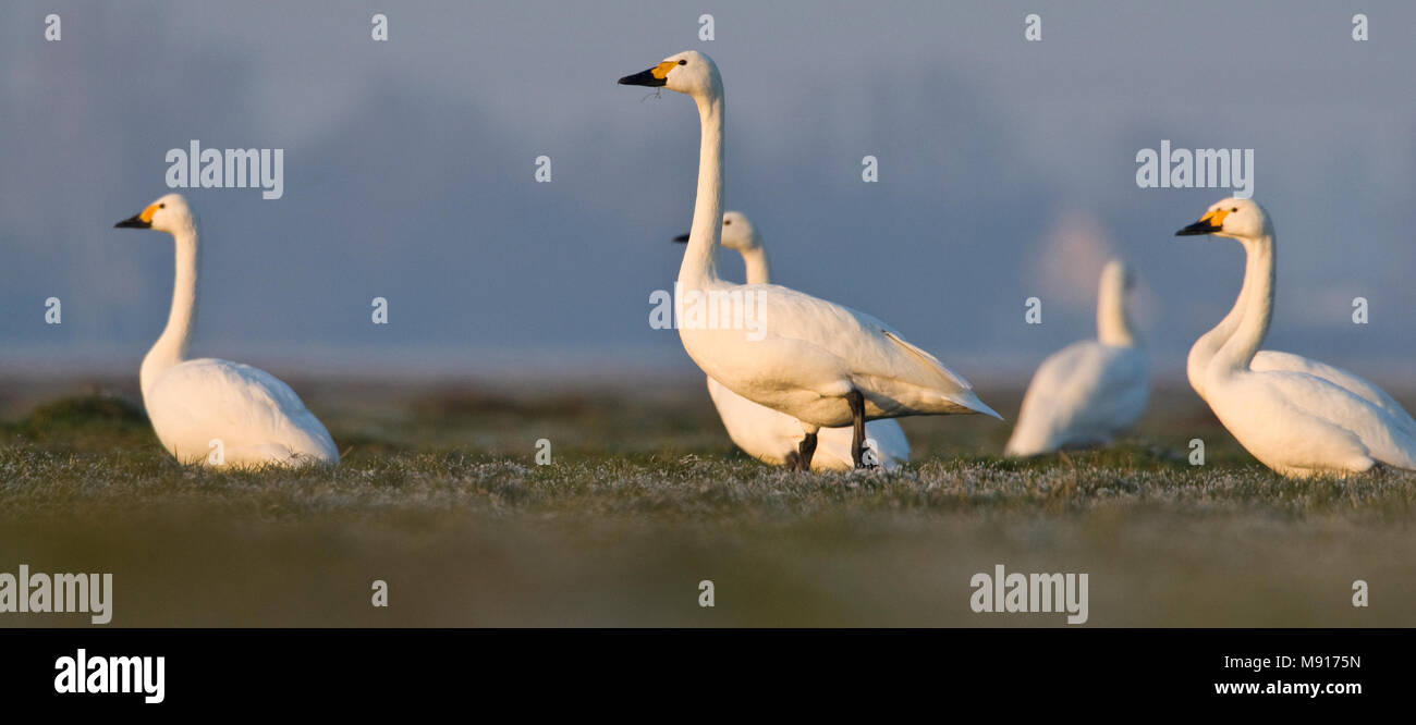 Kleine Zwaan groep in weiland Nederland, Bewicks gruppo di Swan nel campo Paesi Bassi Foto Stock