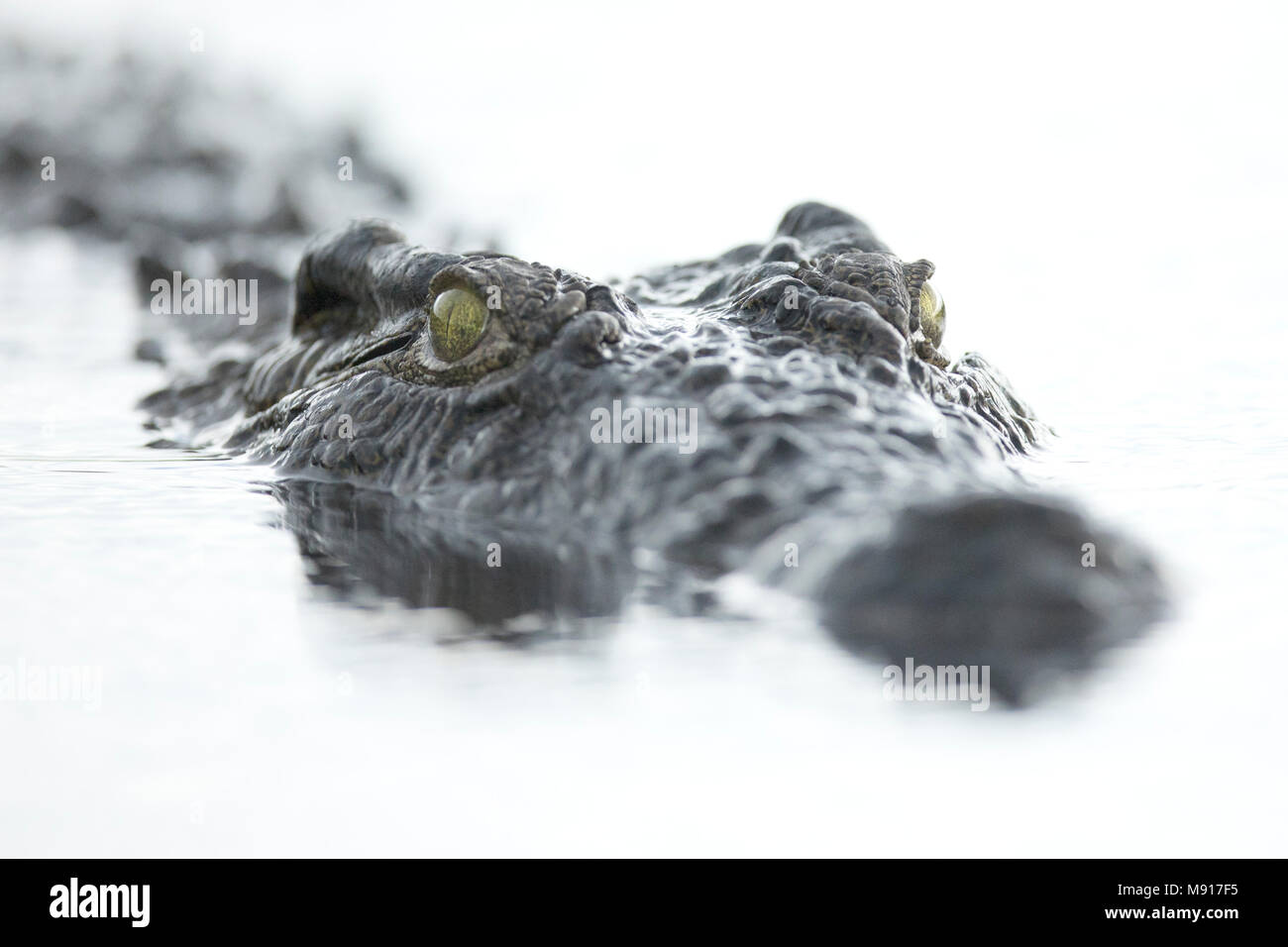 Un coccodrillo nuotare nel fiume Chobe, Chobe National Park, il Botswana. Foto Stock