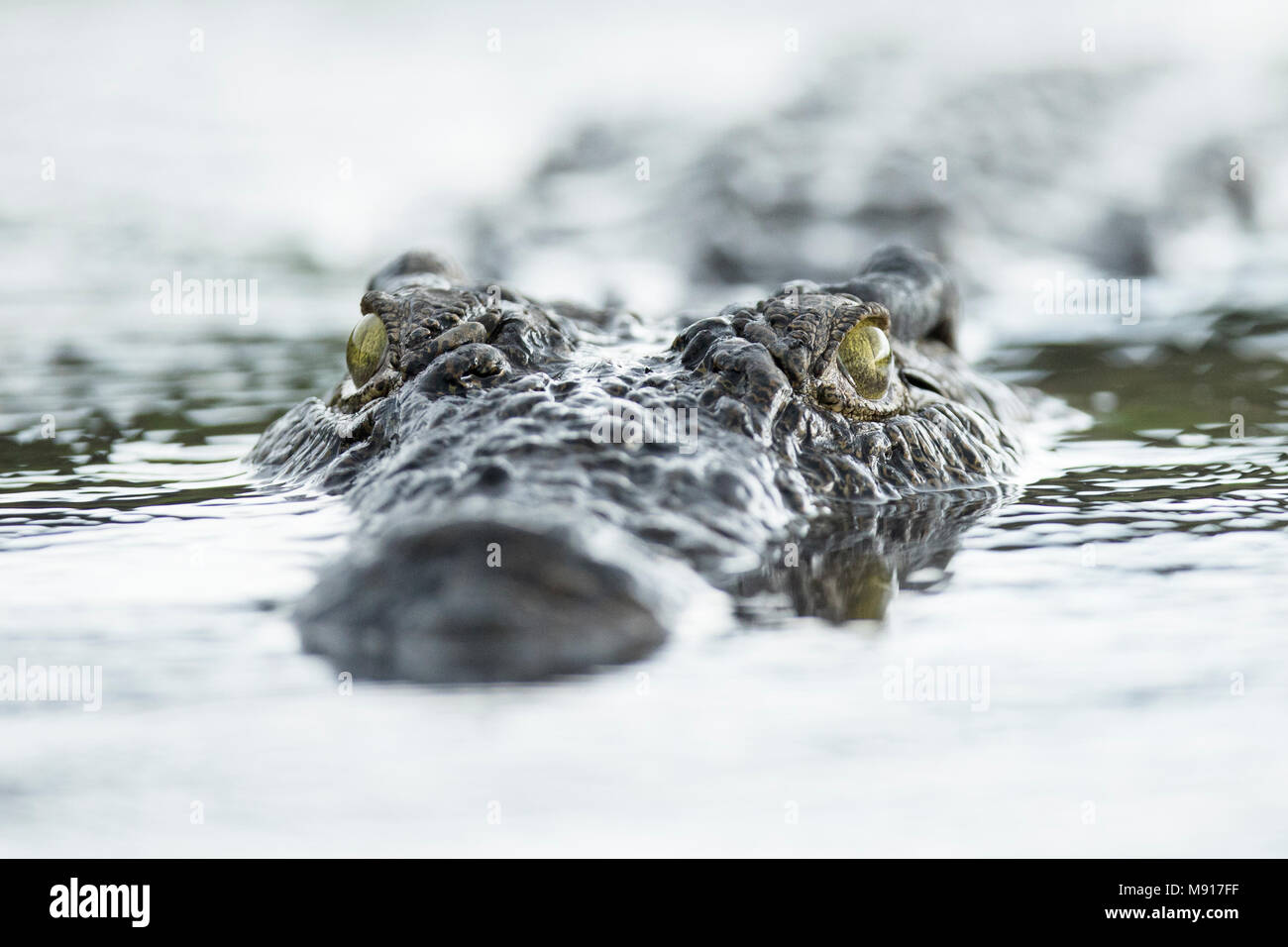 Un coccodrillo nuotare nel fiume Chobe, Chobe National Park, il Botswana. Foto Stock