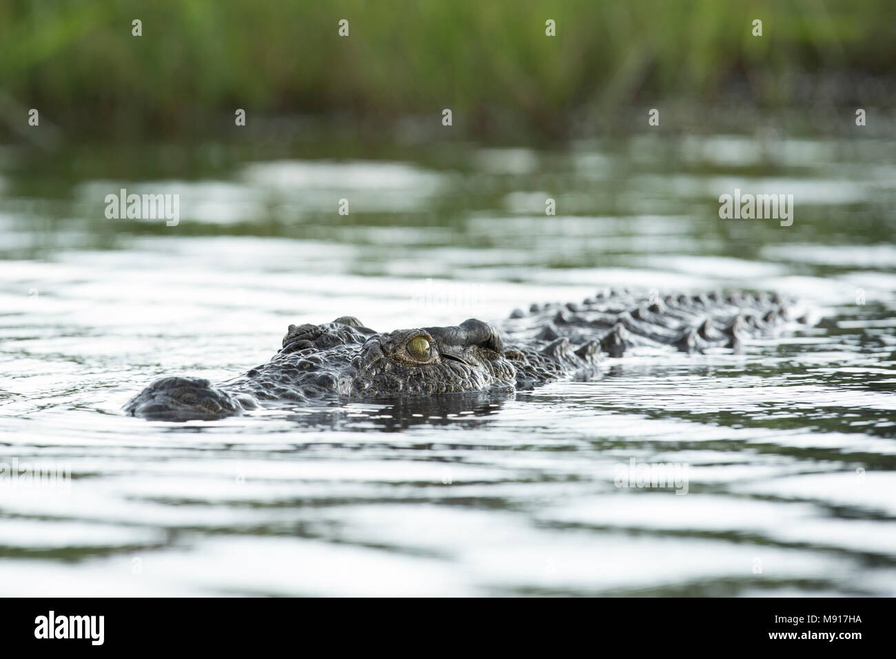 Un coccodrillo nuotare nel fiume Chobe, Chobe National Park, il Botswana. Foto Stock