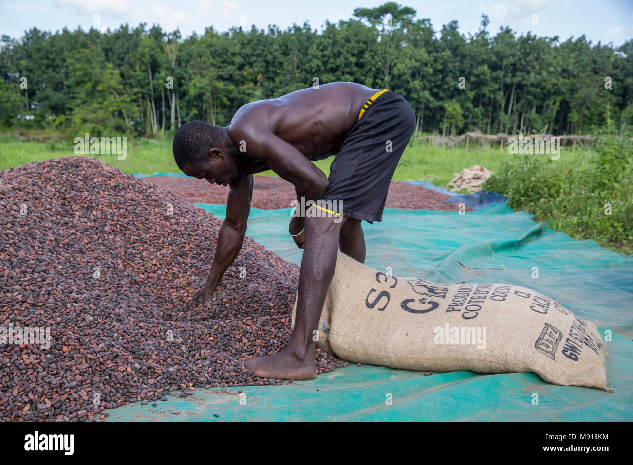 La Costa d Avorio. Essiccazione di cacao e insacco. Foto Stock