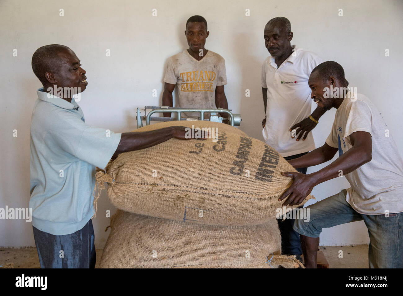 La Costa d Avorio. Produttori (i soci della cooperativa) pesatura sacchi di cacao. Foto Stock