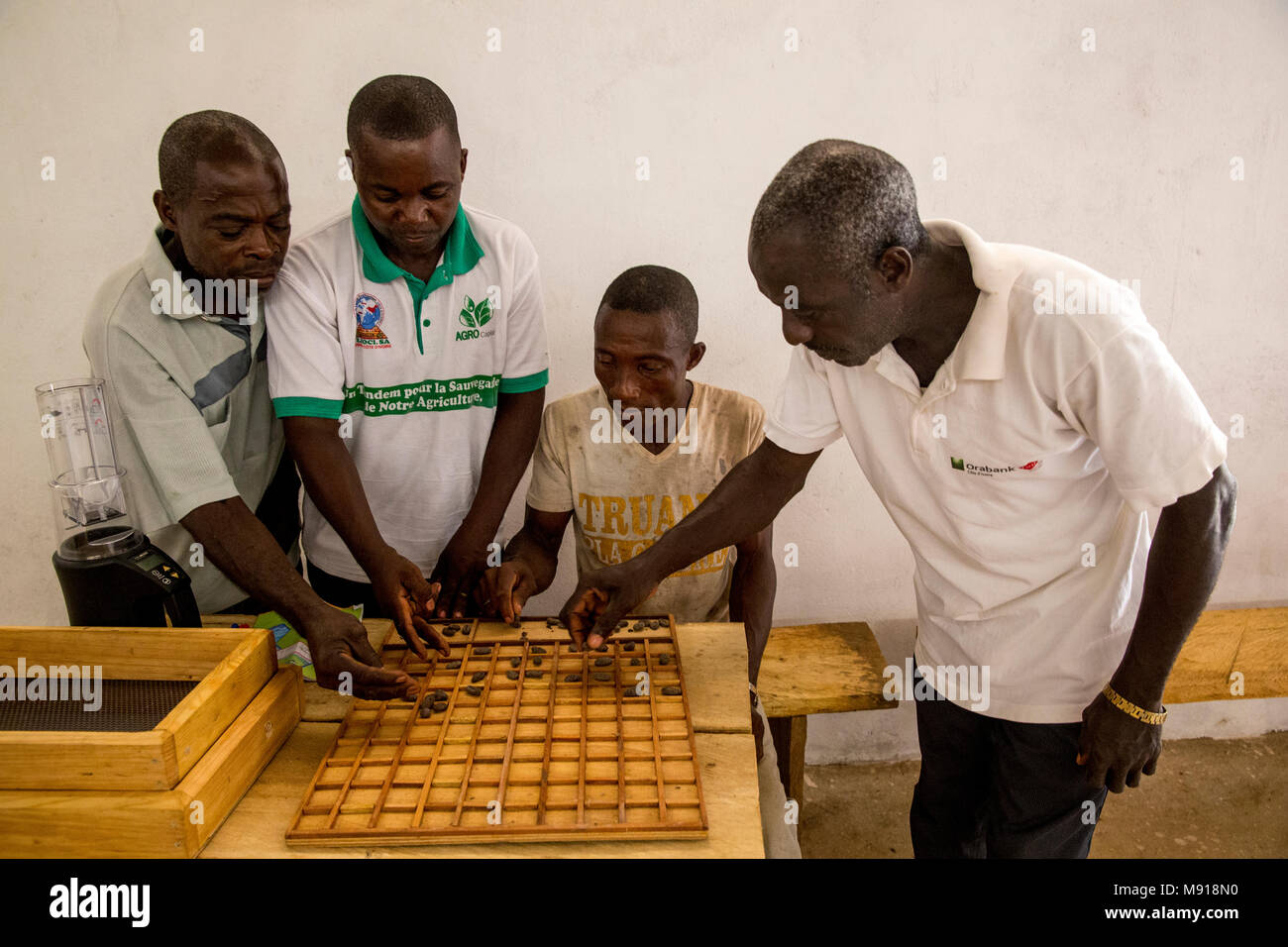 La Costa d Avorio. Produttori di cacao calibrazione fagioli. Foto Stock