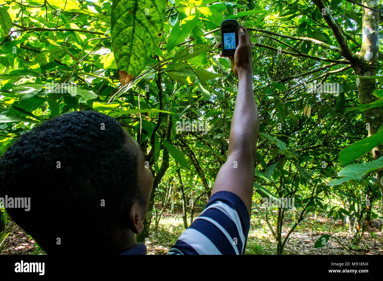 La Costa d Avorio. La localizzazione geografica di una piantagione di cacao con un GPS. Foto Stock