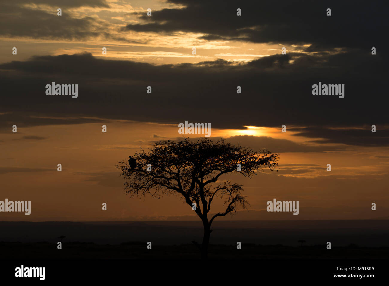 Il sorgere del sole sulla savana. Masai Mara Game Reserve. Kenya. Foto Stock