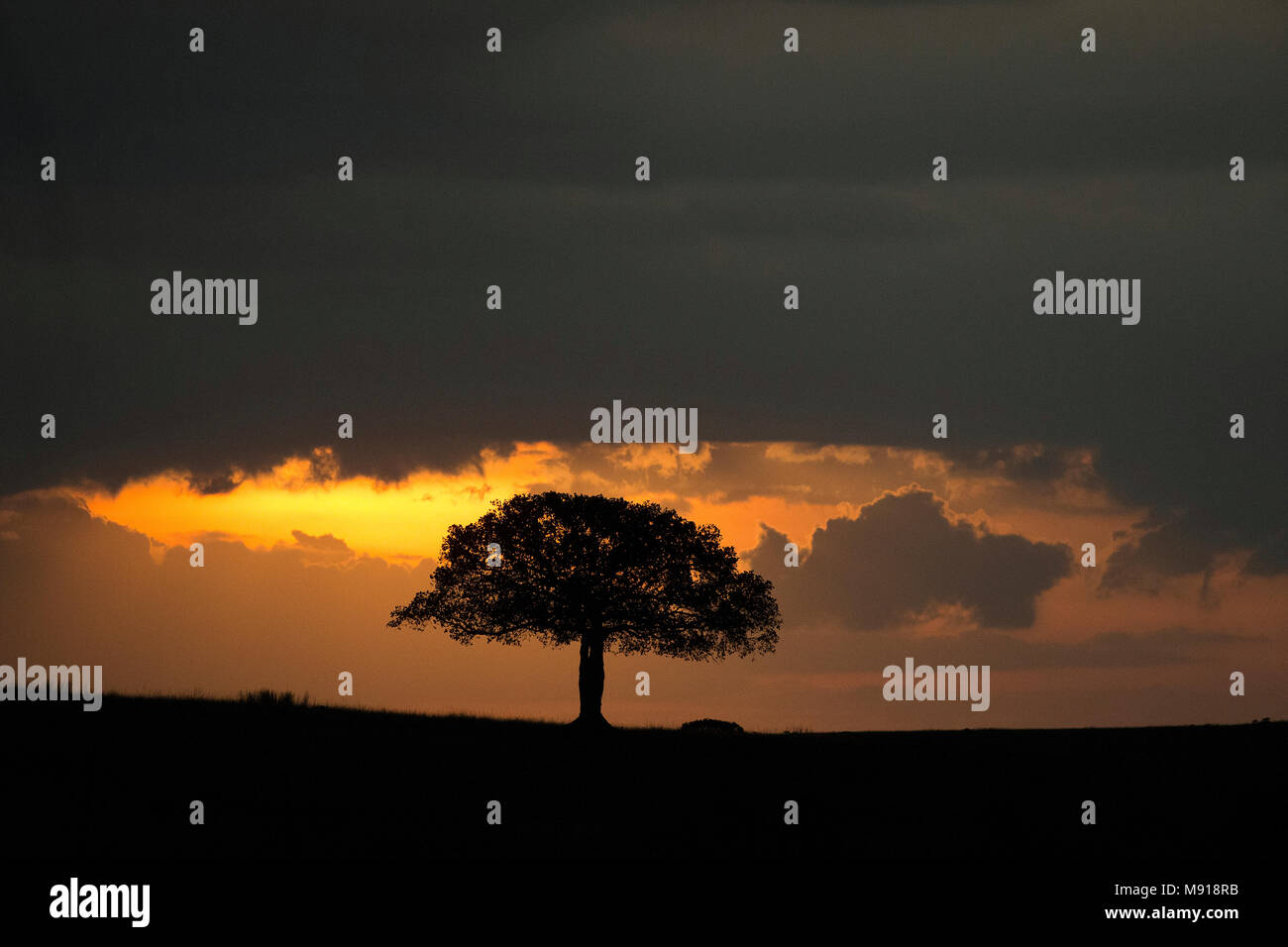 Il sorgere del sole sulla savana. Masai Mara Game Reserve. Kenya. Foto Stock