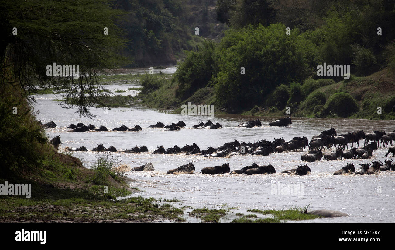 Allevamento di migrazione di GNU (Connochaetes taurinus) Attraversamento fiume di Mara. Masai Mara Game Reserve. Kenya. Foto Stock