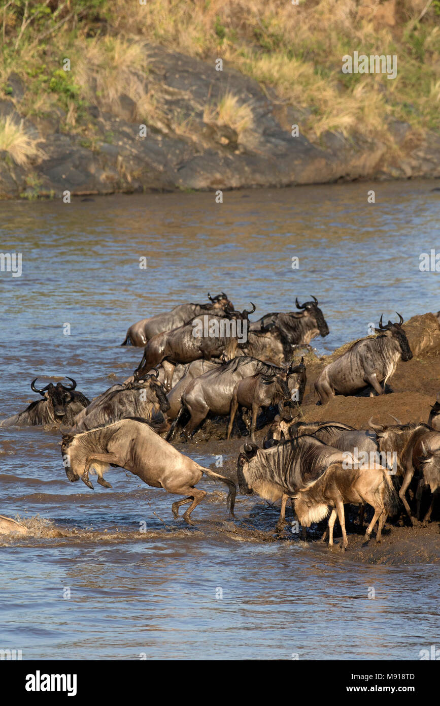 Allevamento di migrazione di GNU (Connochaetes taurinus) Attraversamento fiume di Mara. Masai Mara Game Reserve. Kenya. Foto Stock