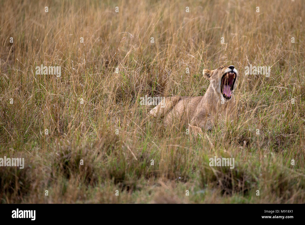 Leonessa a sbadigliare (Panthera leo). Masai Mara Game Reserve. Kenya. Foto Stock