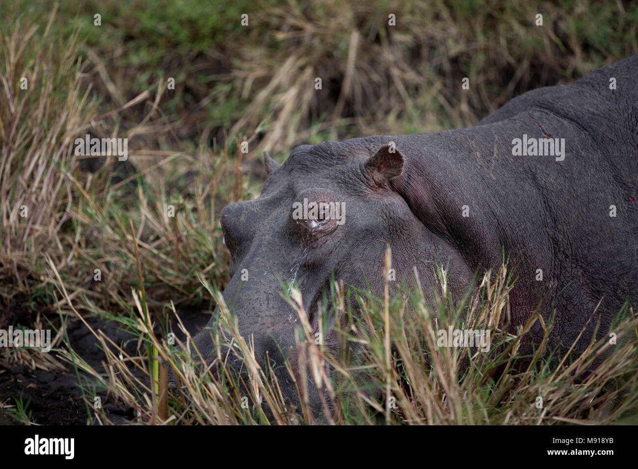 (Hippopotamus amphibius Hippopatamus) . Masai Mara Game Reserve. Kenya. Foto Stock