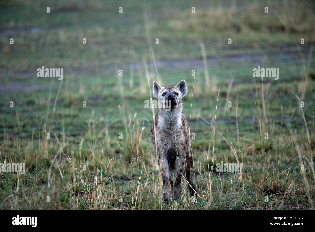 Topi (damaliscus Lunatus). Masai Mara Game Reserve. Kenya. Foto Stock