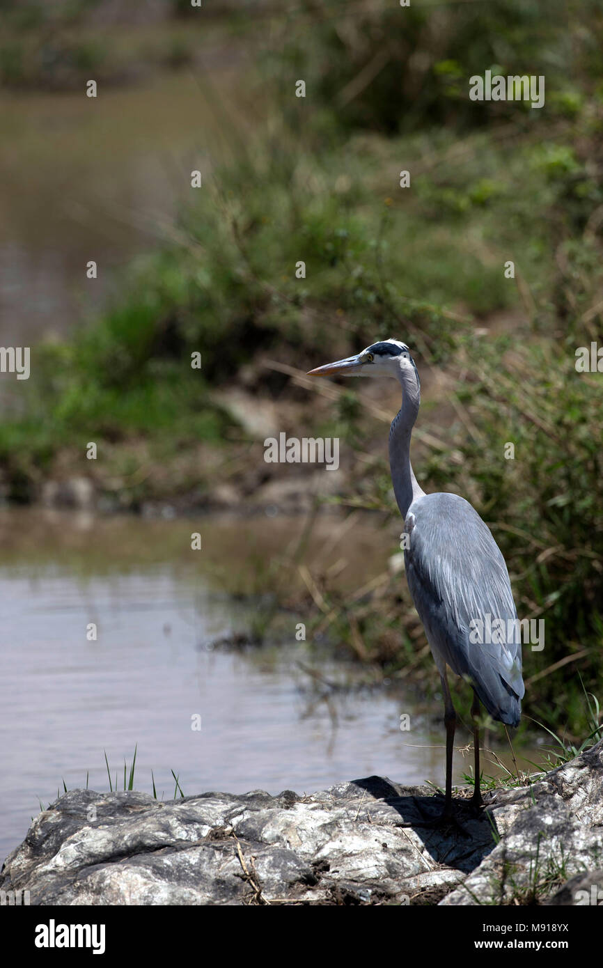 Una a testa nera airone rosso (Ardea melanocephala). Masai Mara Game Reserve. Kenya. Foto Stock