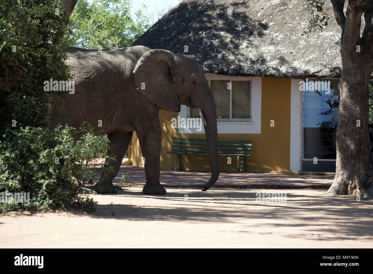 Elefante africano (Loxodonta africana). Keer-Keer. Sud Africa. Foto Stock