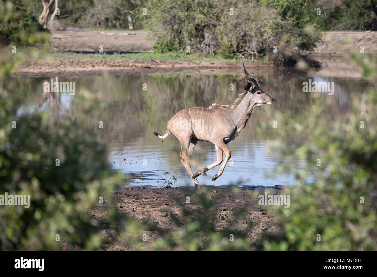 Keer-Keer. Sud Africa. Una maggiore kudu (Tragelaphus strepsiceros). Foto Stock