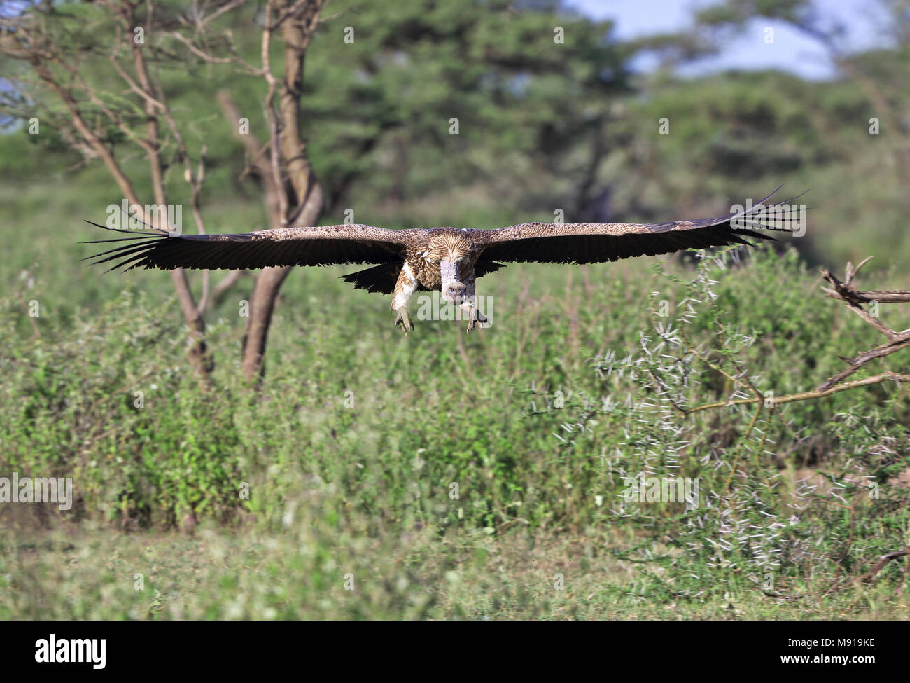 Witruggier, African White-backed Vulture, Gyps africanus Foto Stock