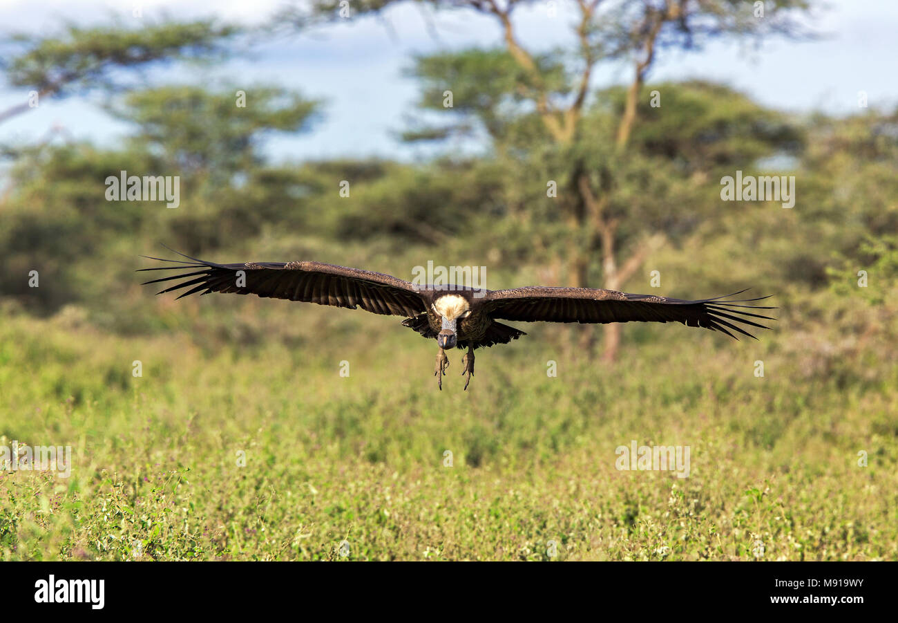 Rüppells Gier landend op Tanzaniaanse savanne; Rueppell il grifone (Gyps rueppelli rueppelli) in atterraggio a un kill alla savana della Tanzania Foto Stock