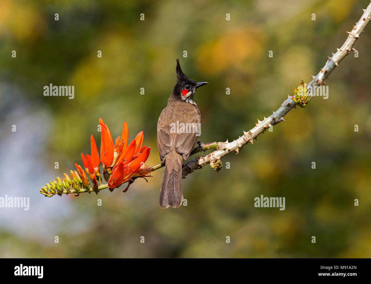 Rosso-Bulbul whiskered Foto Stock