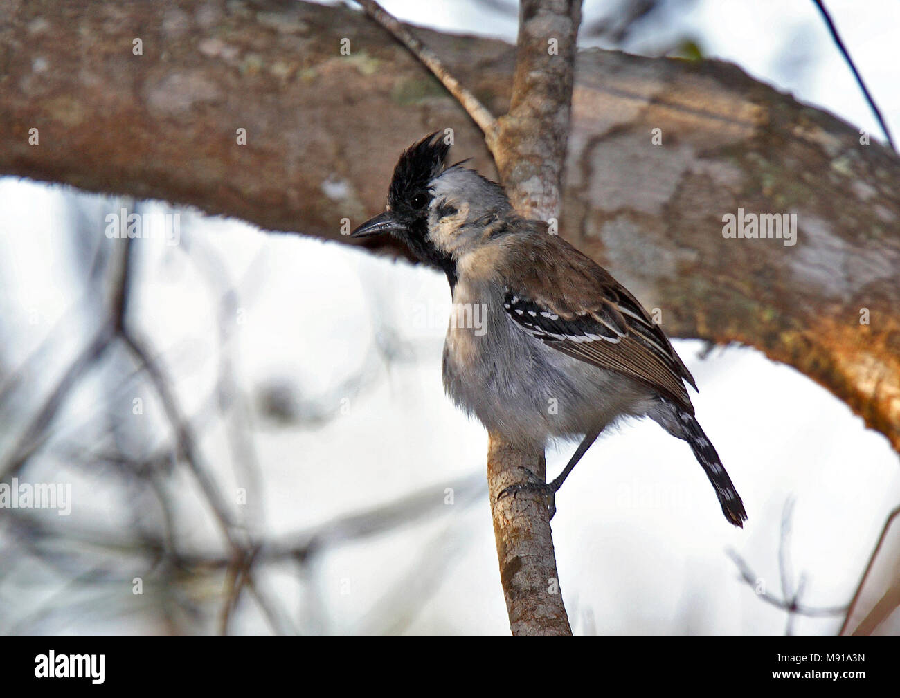 Camposmierklauwier, Silvery-cheeked Antshrike, Sakesphorus cristatus Foto Stock