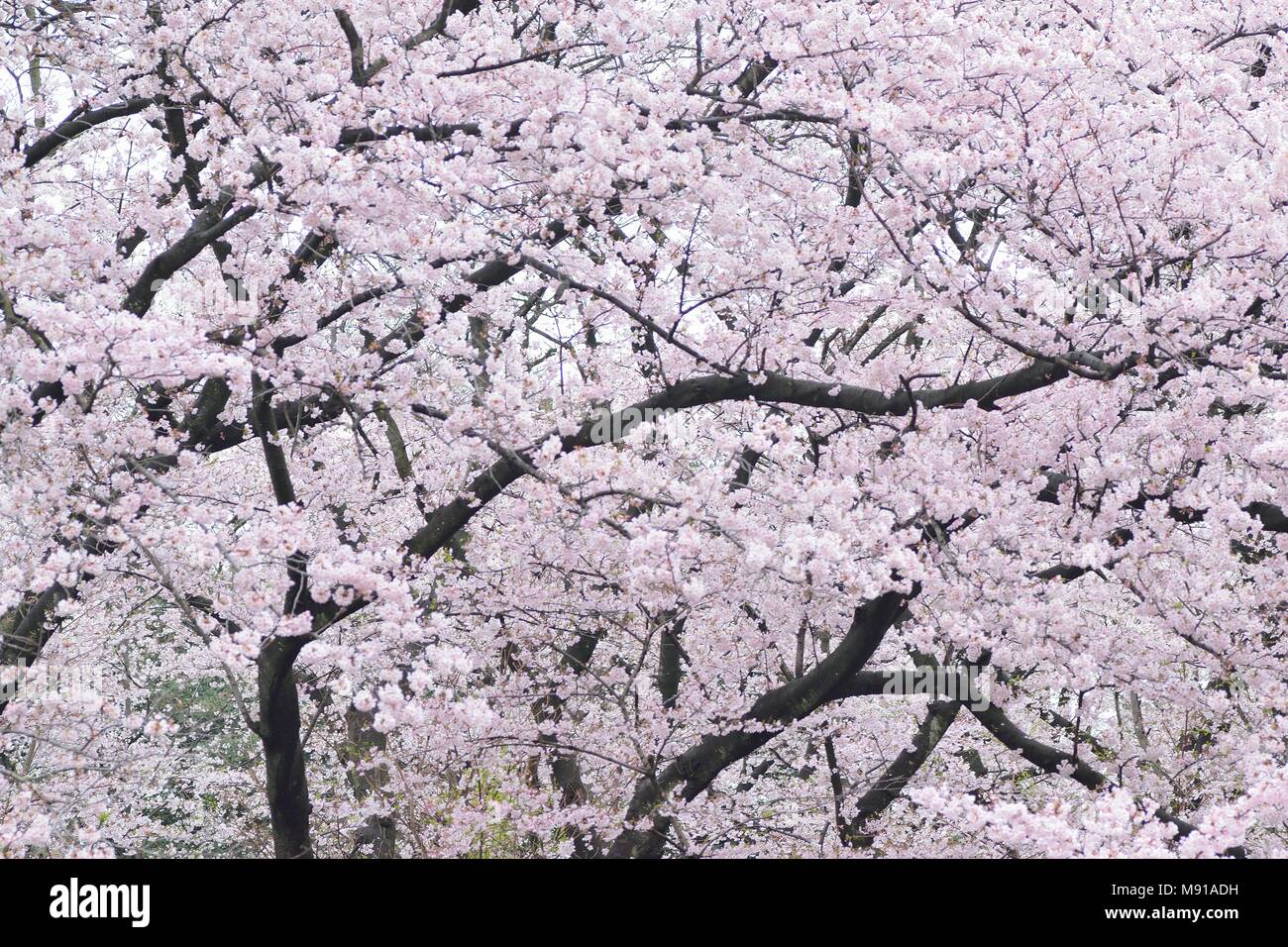 Paesaggio di bianco Giapponese Yoshino Fiori Ciliegio Foto Stock