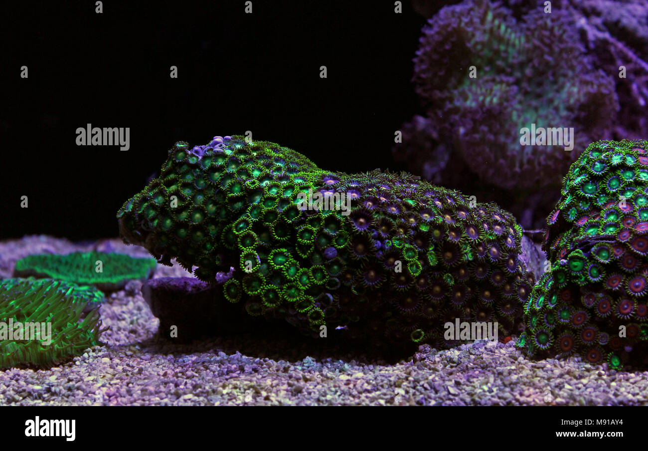 Zoas colonia coral garden in Coral Reef Aquarium serbatoio Foto Stock