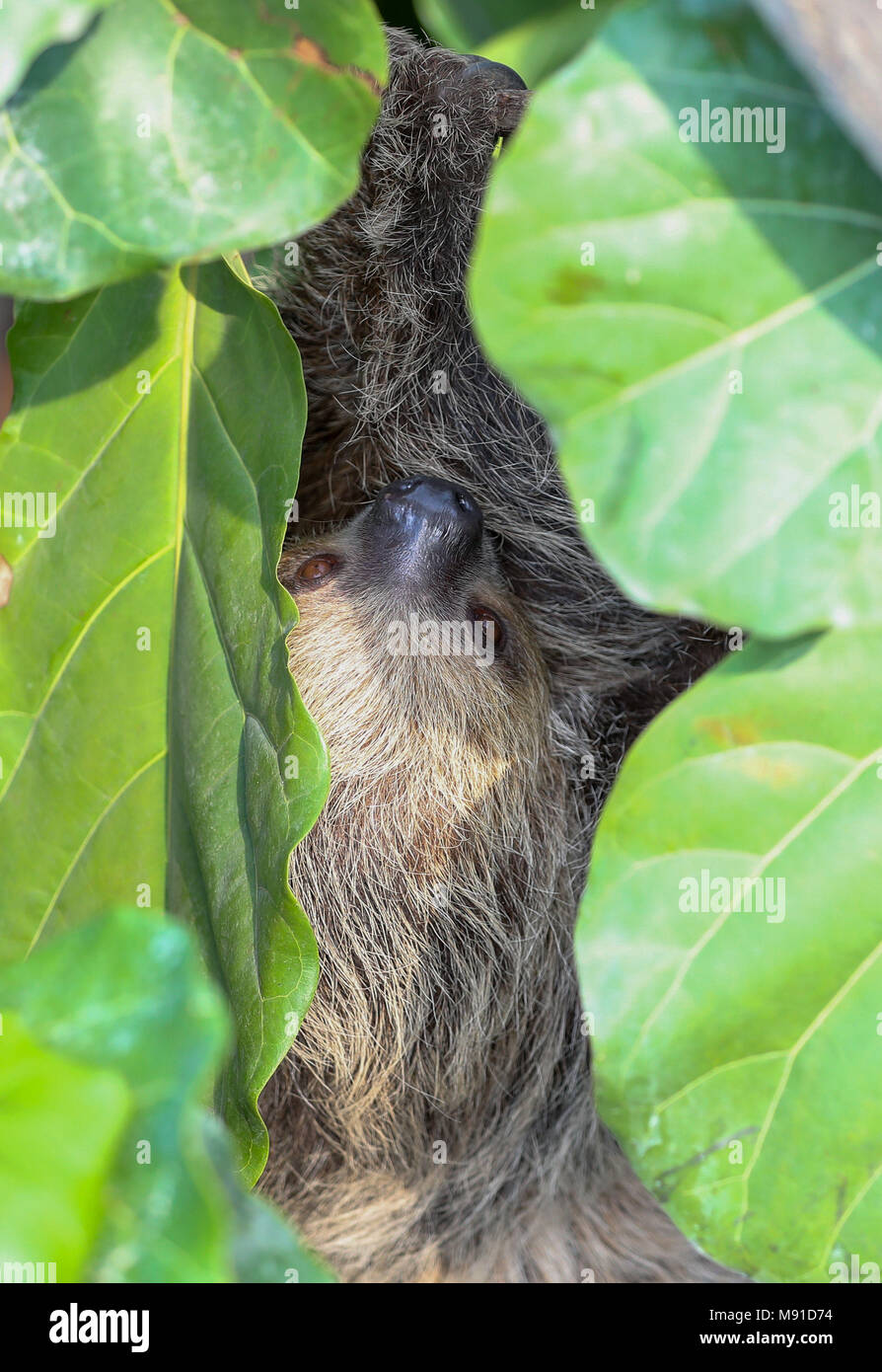 Rica, un Linne's a due-toed Sloth, nella nuova Energy for Life Tropical House al Marwell Zoo in Hampshire prima dell'apertura pubblica il Lunedi, 26 marzo. Foto Stock