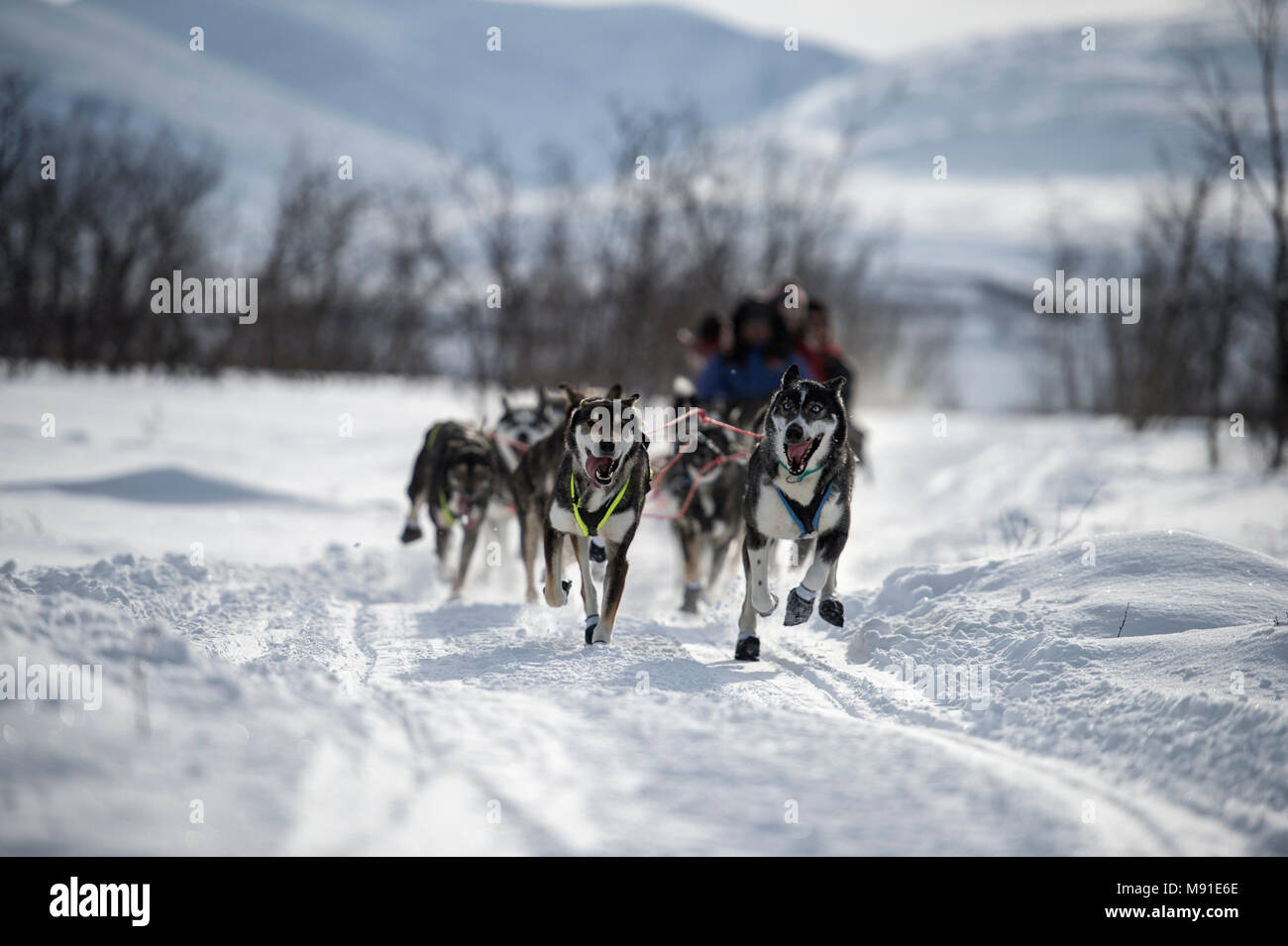 Sleddog a Abisko in Svezia settentrionale Foto Stock