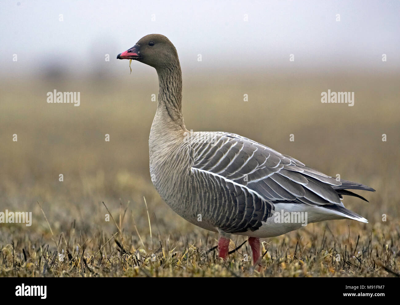 Rosa-footed Goose Lyhytnokkahanhi Anser brachyrhynchus Kurzschnabelgans Spetsbergsgas Oie à bec court Ansar piquicorto Oca de bec curt Oca zamperosee Foto Stock