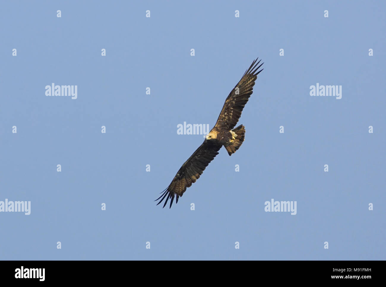 In Keizerarend vlucht; orientale aquila imperiale (Aquila heliaca) in volo Foto Stock