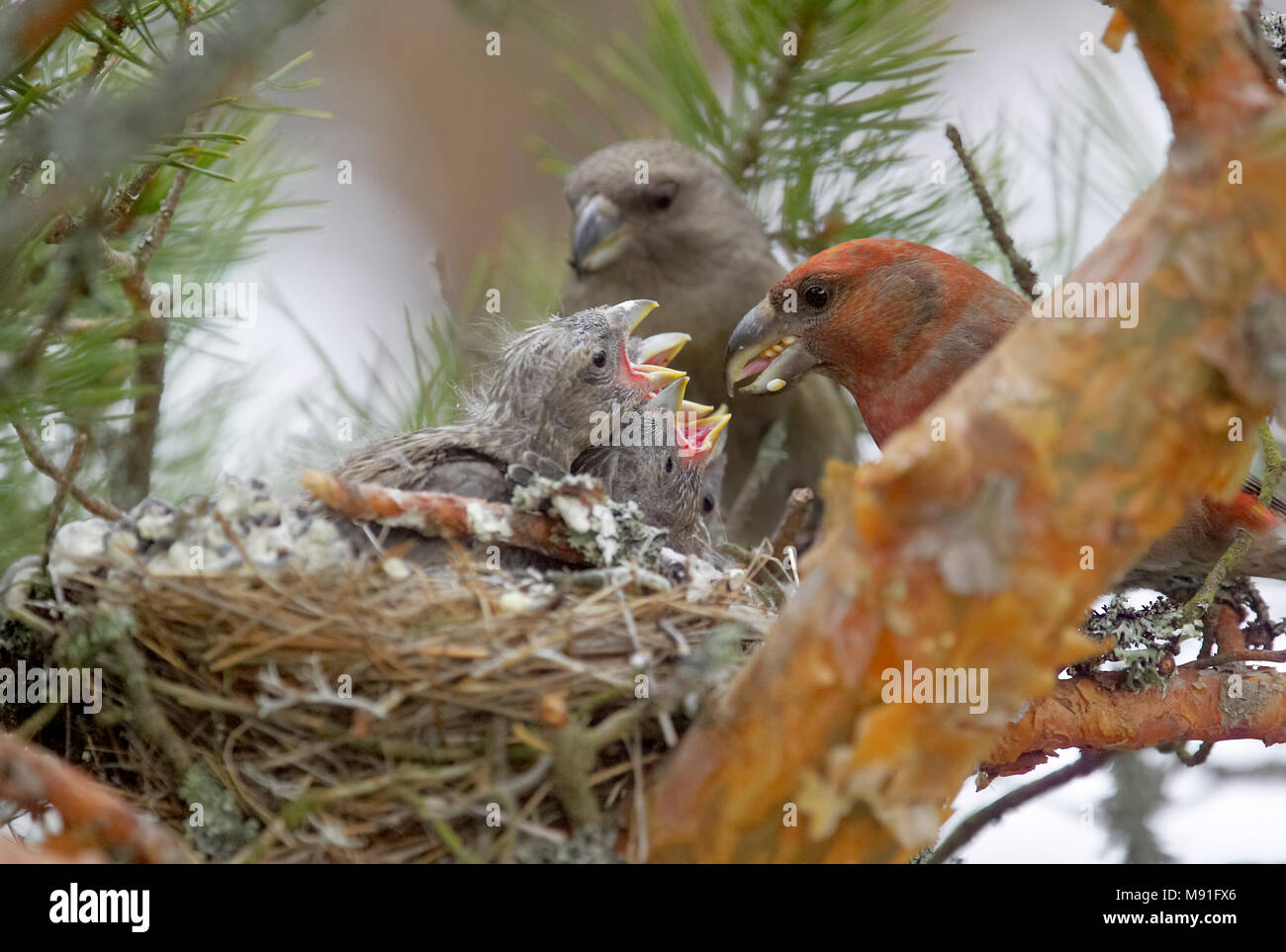 Grote Kruisbek, Parrot Crossbill, Loxia pytyopsittacus Foto Stock