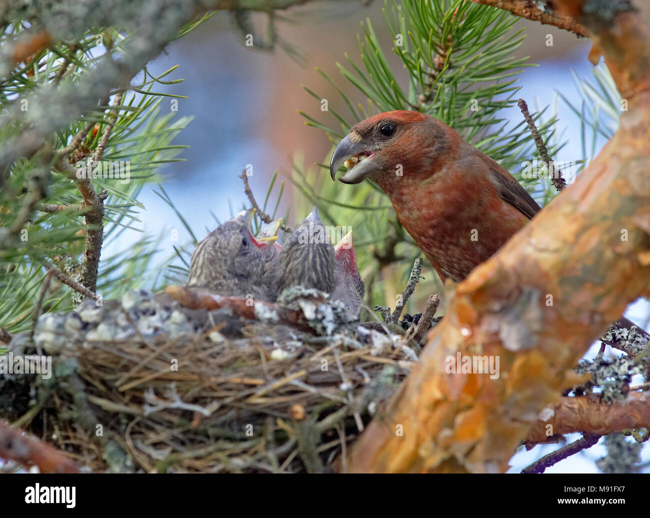Grote Kruisbek, Parrot Crossbill, Loxia pytyopsittacus Foto Stock