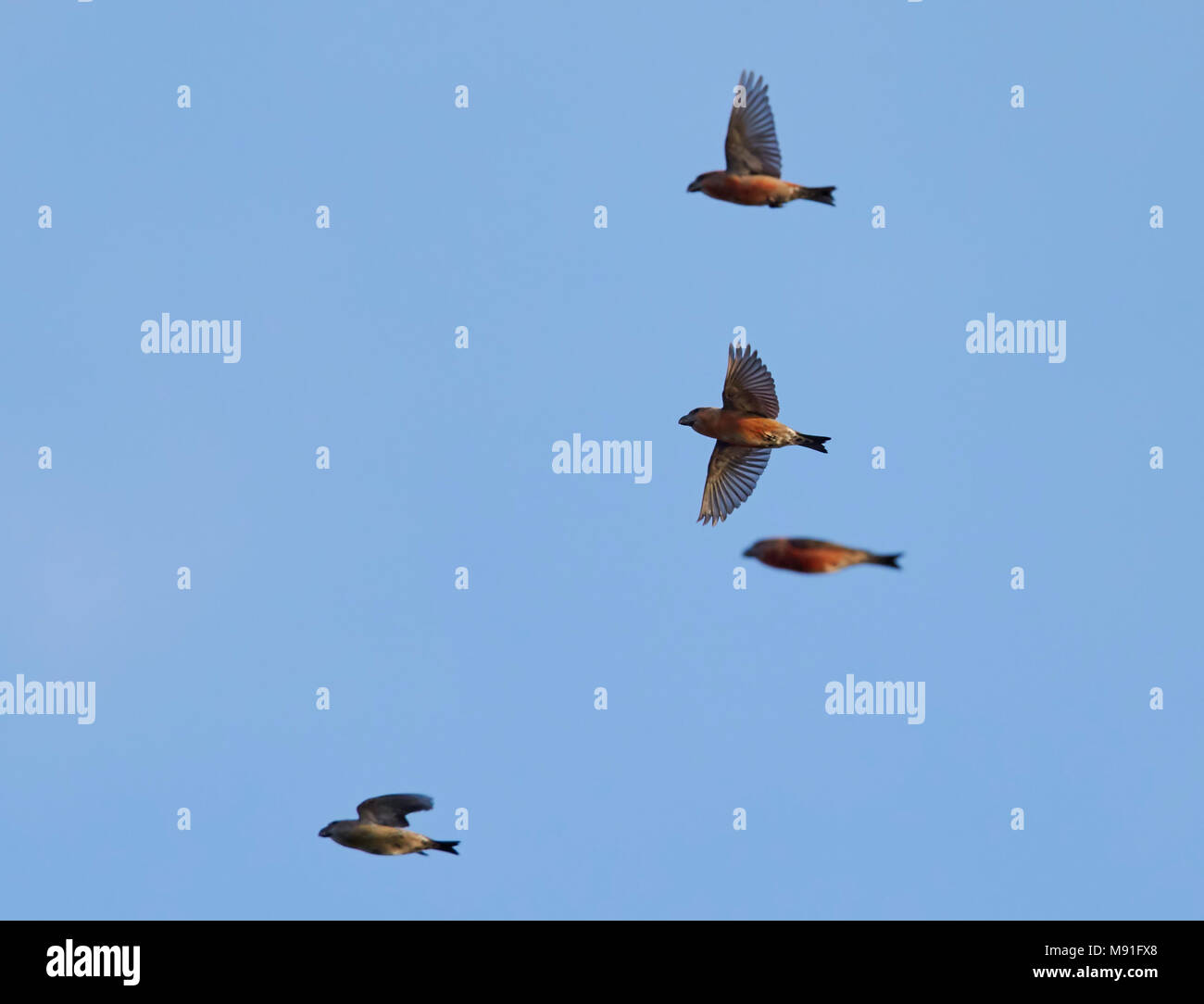Grote Kruisbek, Parrot Crossbill, Loxia pytyopsittacus Foto Stock